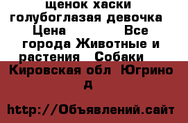 щенок хаски  голубоглазая девочка › Цена ­ 12 000 - Все города Животные и растения » Собаки   . Кировская обл.,Югрино д.